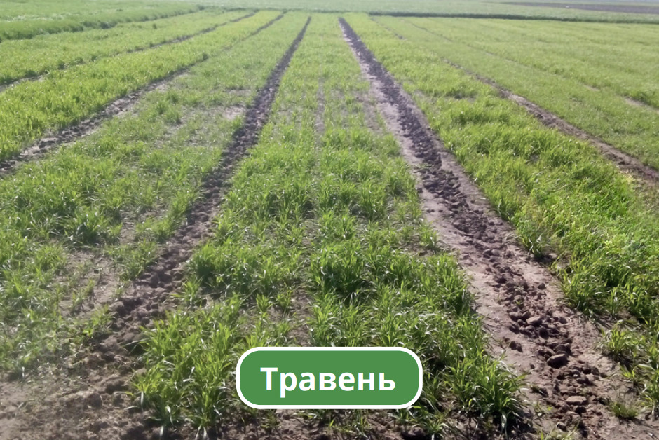 Травень